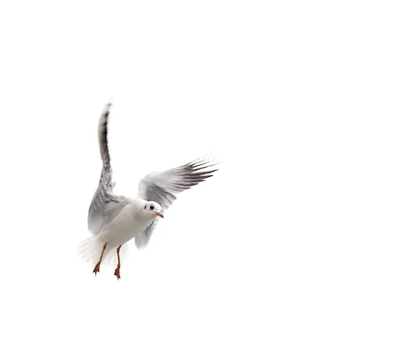 Flying One gaviota aislada sobre el fondo blanco — Foto de Stock