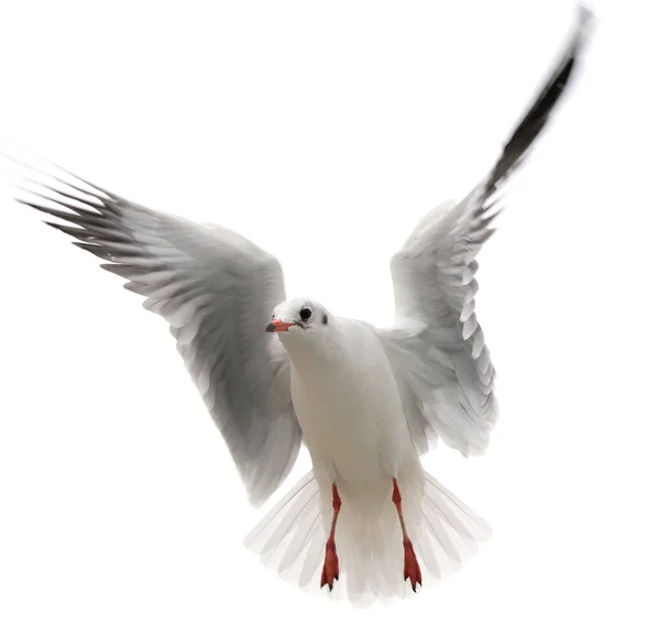 Літаюча одна чайка ізольована на білому тлі — стокове фото