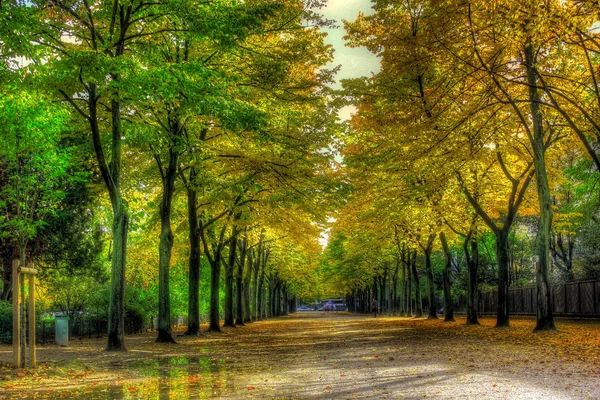 stock image Beautiful autumn alley