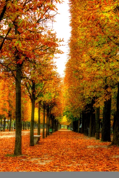 Gyönyörű őszi sikátor — Stock Fotó