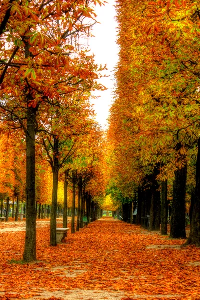 Mooie herfst alley — Stockfoto