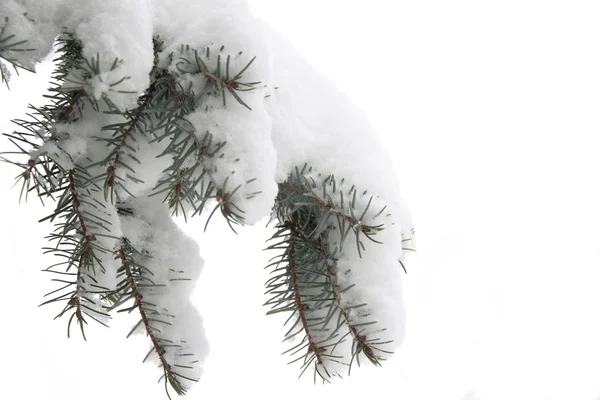 눈으로 덮인 겨울 가문비나무 가지 — 스톡 사진