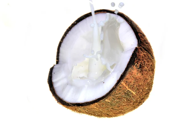 Świeże Orzechy kokosowe — Zdjęcie stockowe