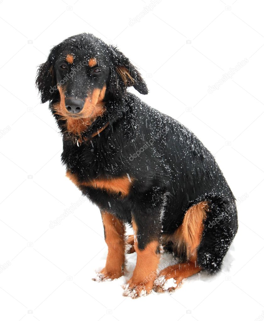 Blinking Howavart puppy covered with snow