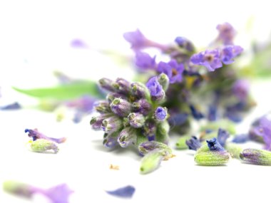 beyaz zemin üzerine Lavandula officinalis