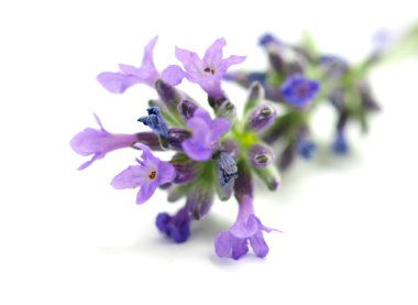 beyaz zemin üzerine Lavandula officinalis