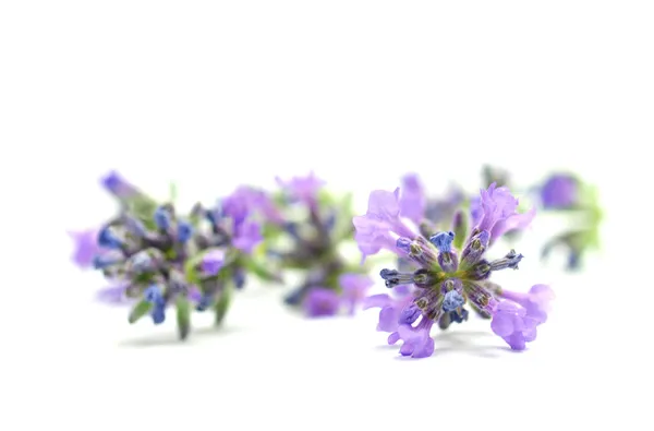 stock image Lavandula officinalis on white background