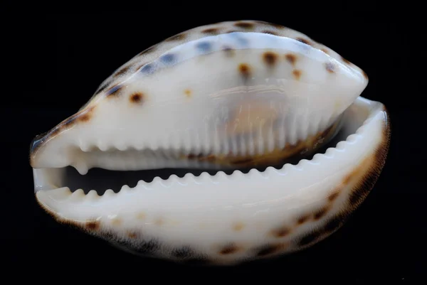 Spotted sea shell — Stock Photo, Image