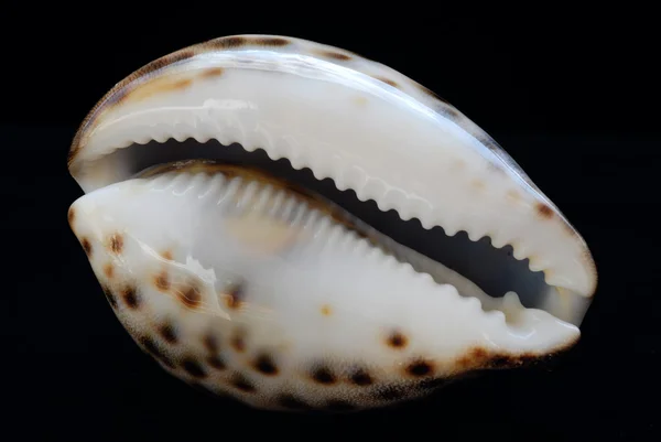 Marine shell — Stock Photo, Image