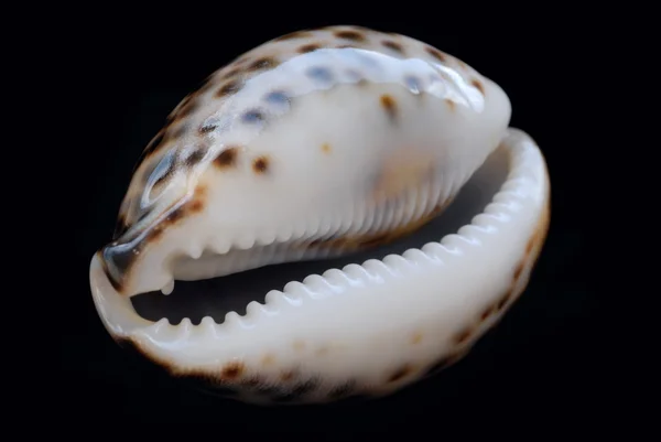 해양 쉘 — 스톡 사진
