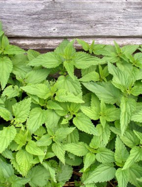 Closeup nettle clipart