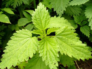 Wild nettle clipart