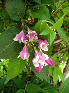 pembe weigela çiçek