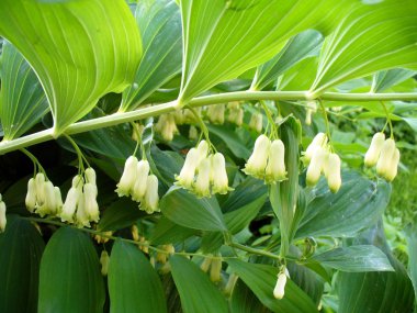 Solomon's seal clipart