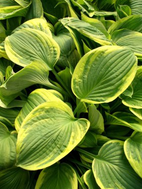 Hosta yaprakları