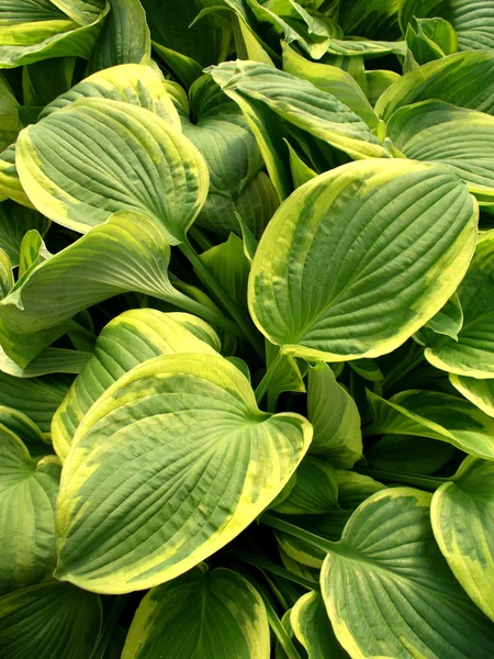 Hosta leaves — Stock Photo, Image