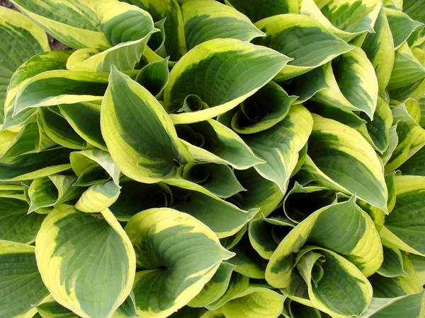 stock image Leaves of a hosta