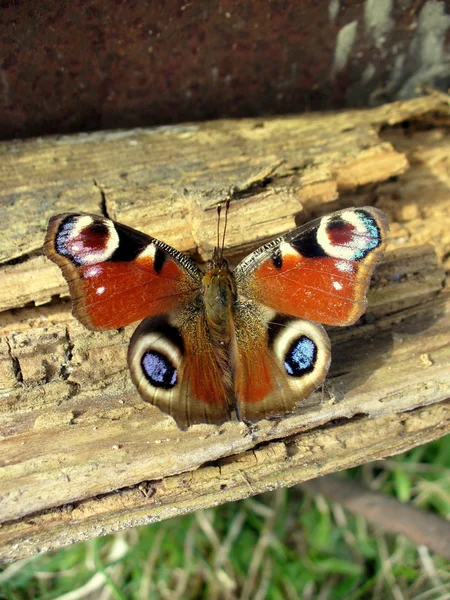 European Peacock butterfly on a old board — Stock Photo, Image
