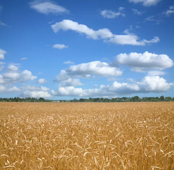 Campo de trigo e céu tempestuoso . — Fotografia de Stock
