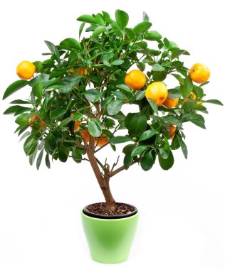 Small tangerines tree clipart