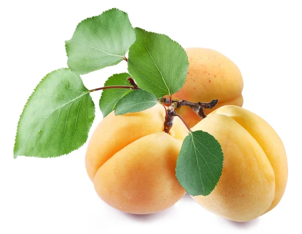 Ripe apricots with leaves on white background — Stock Photo, Image