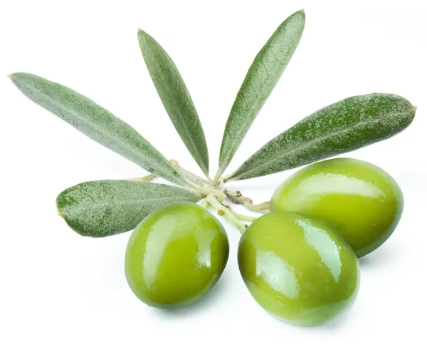 Drei grüne Oliven auf dem Zweig. — Stockfoto