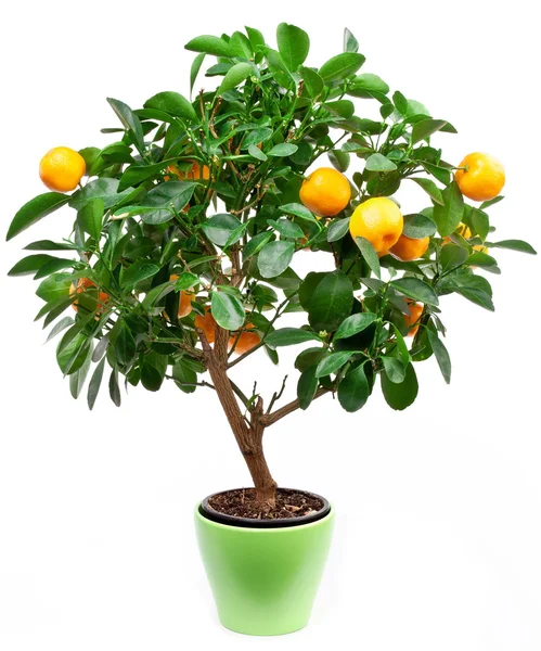Piccolo albero di mandarini — Foto Stock