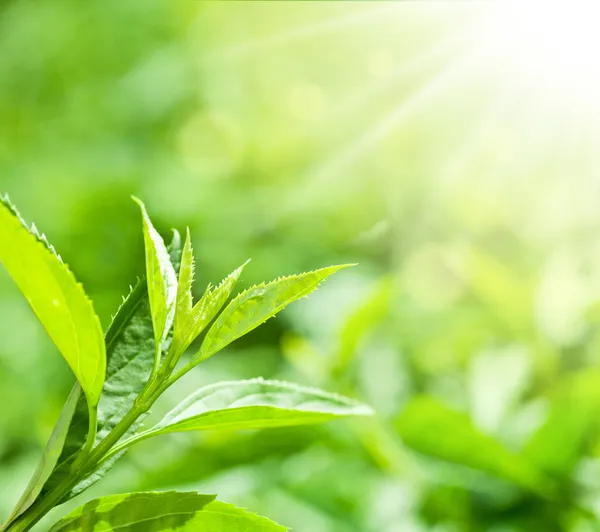 Hoja de té con plantación —  Fotos de Stock