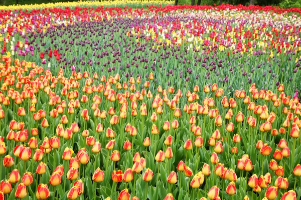 Pole s tulipány — Stock fotografie