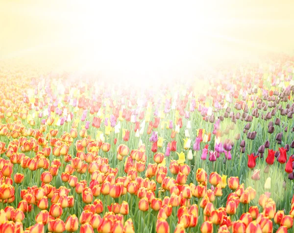 Поле с разноцветными тюльпанами — стоковое фото