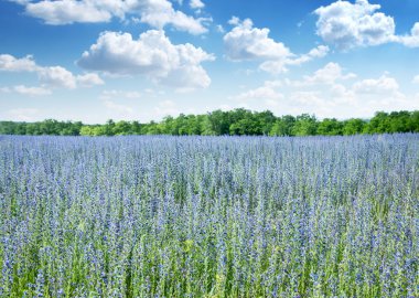 Beautiful field of wild flowers. clipart