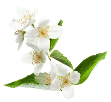 Jasmine flowers. clipart