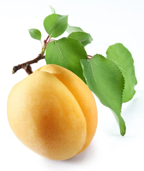 Zralé meruňky s listy na bílém pozadí — Stock fotografie