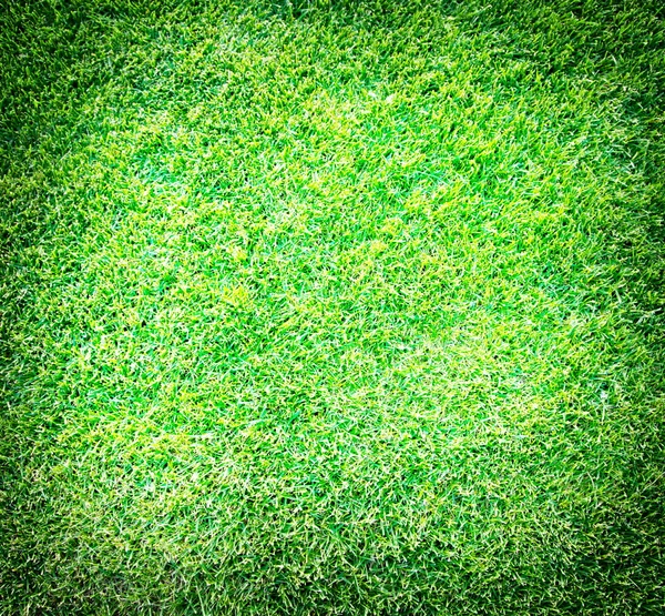 Свежая весенняя трава — стоковое фото