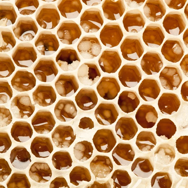 Nids d'abeilles. — Photo