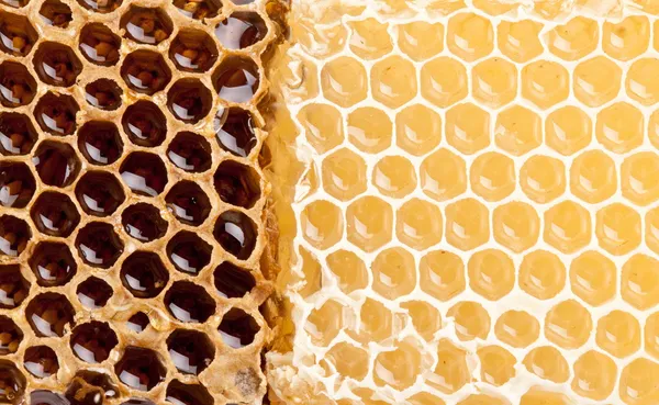 Panales de miel. —  Fotos de Stock