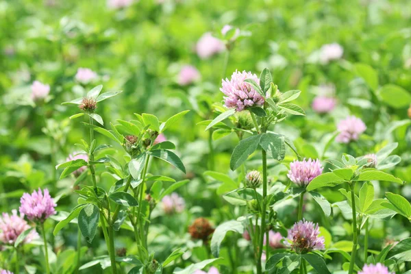 Fältet av växt av släkten Trifolium blommor. — Stockfoto