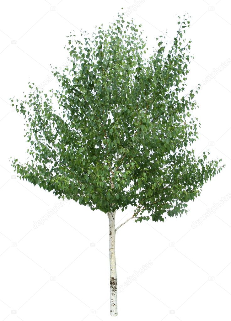 Birch tree.