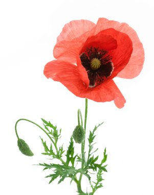 One beautiful red poppy. clipart