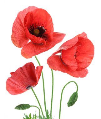 Beautiful red poppies isolated on a white background. clipart