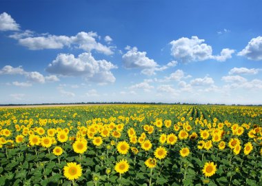 Sunflower field. clipart