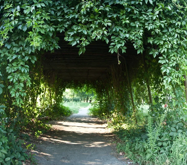Escena del parque. Los árboles forman un arco . — Foto de Stock