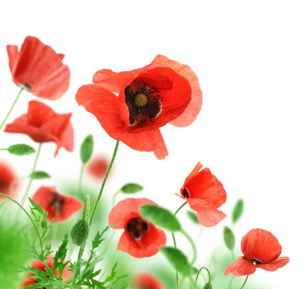 Schöne rote Mohnblumen isoliert auf weißem Hintergrund. — Stockfoto