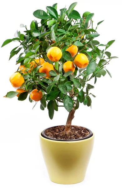 Kleine mandarijnen boom — Stockfoto