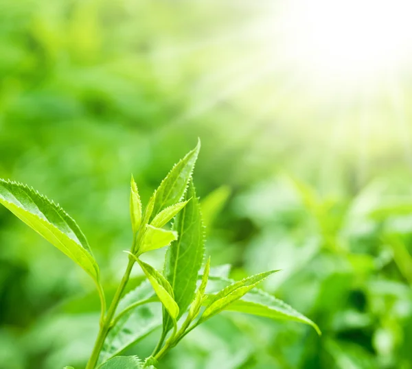 Folhas de chá em uma plantação — Fotografia de Stock