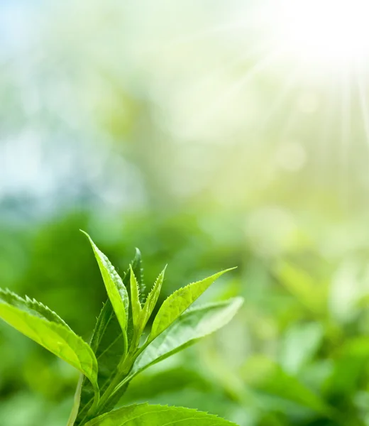 Листья чая на плантации — стоковое фото