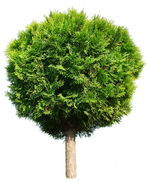 Drzewa Thuja — Zdjęcie stockowe