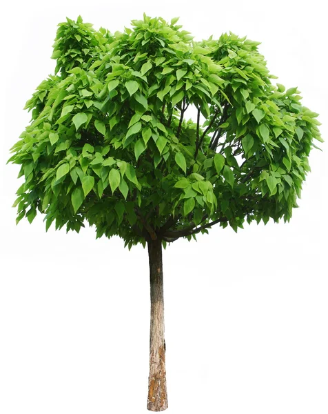 Zielone drzewo. — Zdjęcie stockowe