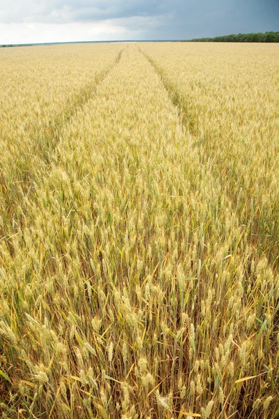 Close up tiro de talo de trigo — Fotografia de Stock
