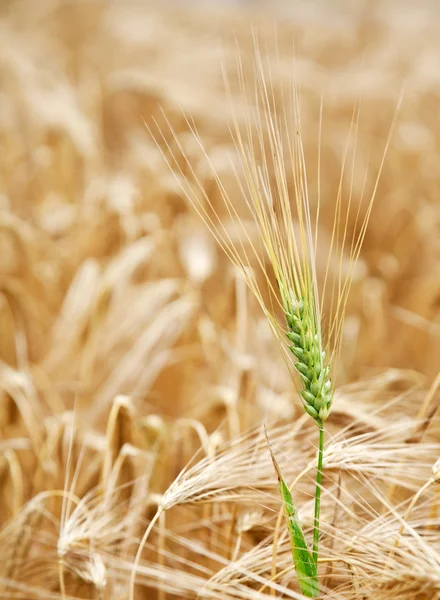 Green wheat stalk in the yellow wheat field. — Stock Photo, Image